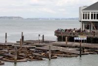 Sea Lions resting on the docks at Pier 39